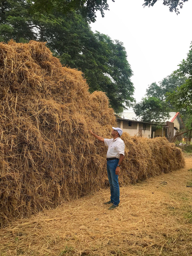 Grain inspection at Gardens of Vaitarna farm
